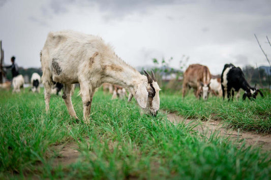 THE BENEFITS OF GOAT MILK