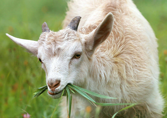 Why Goat’s Milk Kefir is Superior to Cow’s Milk Kefir